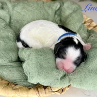 Linen, a male Cavapoo for sale in Midland, MI – 1 of 1
