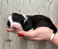 Lilac, a female Bernedoodle for sale in Midland, MI – Photo 4 of 5