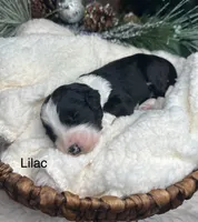 Lilac, a female Bernedoodle for sale in Midland, MI – Photo 5 of 5