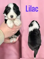 Lilac, a female Bernedoodle for sale in Midland, MI – Photo 3 of 5