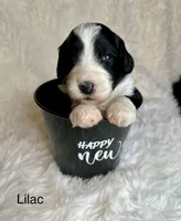 Lilac, a female Bernedoodle for sale in Midland, MI – Photo 2 of 5