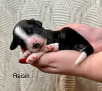 Raisin, a female Bernedoodle for sale in Midland, MI – Photo 4 of 4