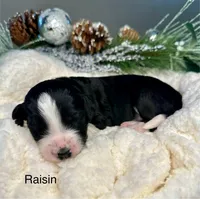 Raisin, a female Bernedoodle for sale in Midland, MI – Photo 3 of 4