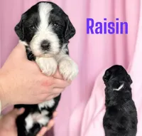 Raisin, a female Bernedoodle for sale in Midland, MI – Photo 1 of 4