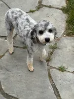 Opal, a female Poodle - Miniature  for sale in Midland, MI – 3 of 3