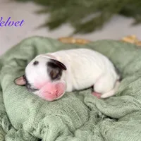 Velvet, a female Cavapoo for sale in Midland, MI – 1 of 1