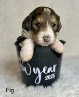 Fig, a female Bernedoodle for sale in Midland, MI – Photo 2 of 5