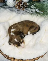 Fig, a female Bernedoodle for sale in Midland, MI – Photo 3 of 5