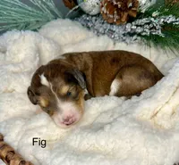 Fig, a female Bernedoodle for sale in Midland, MI – Photo 4 of 5