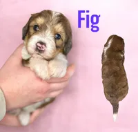 Fig, a female Bernedoodle for sale in Midland, MI – Photo 1 of 5