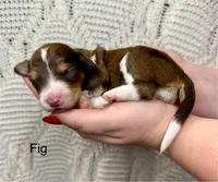 Fig, a female Bernedoodle for sale in Midland, MI – Photo 5 of 5