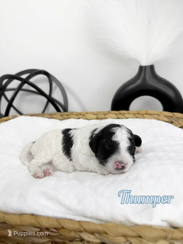 Thumper – Miniature Bernedoodle puppy for sale in Springfield, MO