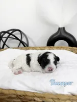 Thumper, a male Miniature Bernedoodle for sale in Springfield, MO – Photo 1 of 3