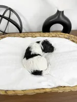 Thumper, a male Miniature Bernedoodle for sale in Springfield, MO – Photo 3 of 3