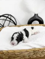 Thumper, a male Miniature Bernedoodle for sale in Springfield, MO – Photo 2 of 3