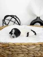 Hopper, a male Miniature Bernedoodle for sale in Springfield, MO – Photo 2 of 3