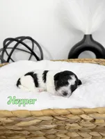 Hopper, a male Miniature Bernedoodle for sale in Springfield, MO – Photo 1 of 3