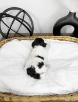 Hopper, a male Miniature Bernedoodle for sale in Springfield, MO – Photo 3 of 3