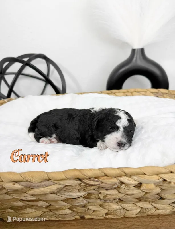 Carrot – Miniature Bernedoodle puppy for sale in Springfield, MO