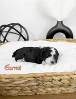 Carrot, a male Miniature Bernedoodle for sale in Springfield, MO – Photo 1 of 3