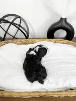 Carrot, a male Miniature Bernedoodle for sale in Springfield, MO – Photo 3 of 3