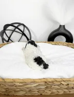 Jellybean , a male Miniature Bernedoodle for sale in Springfield, MO – Photo 2 of 3