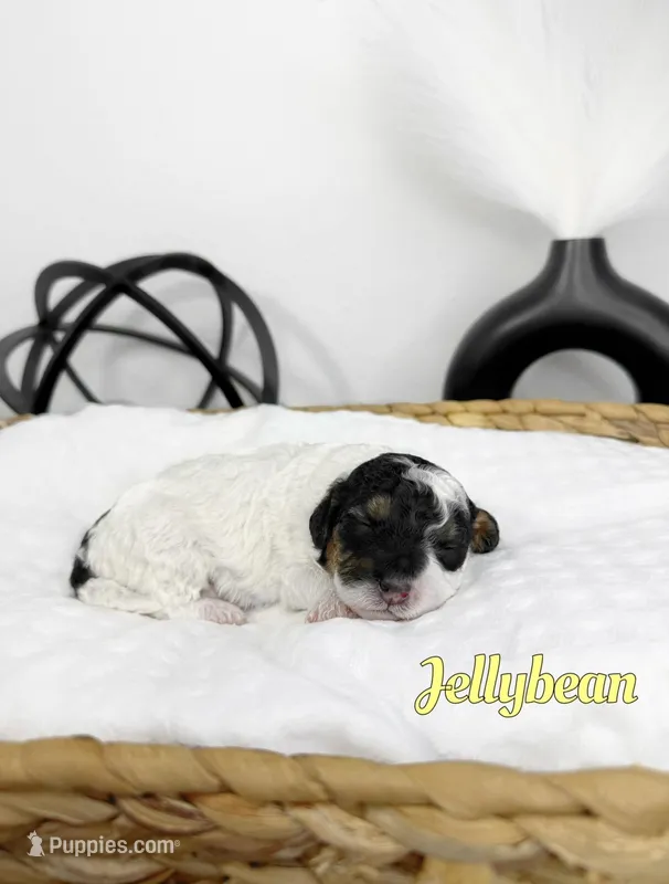 Jellybean  – Miniature Bernedoodle puppy for sale in Springfield, MO