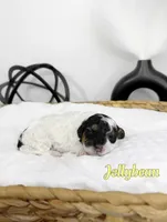 Jellybean , a male Miniature Bernedoodle for sale in Springfield, MO – Photo 1 of 3