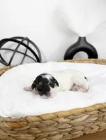 Jellybean , a male Miniature Bernedoodle for sale in Springfield, MO – Photo 3 of 3