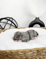 Bunny, a female Miniature Bernedoodle for sale in Springfield, MO – Photo 2 of 3