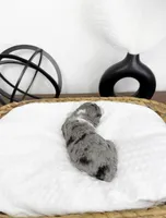 Bunny, a female Miniature Bernedoodle for sale in Springfield, MO – Photo 3 of 3