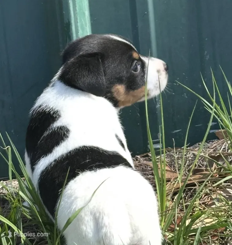 Jack  – Jack Russell Terrier puppy for sale in Lakeland, FL