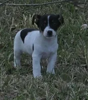 Jack , a male Jack Russell Terrier for sale in Lakeland, FL – Photo 2 of 2