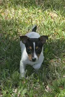Jill , a female Jack Russell Terrier for sale in Lakeland, FL – Photo 2 of 2