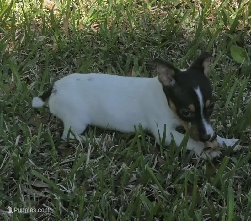 Jill  – Jack Russell Terrier puppy for sale in Lakeland, FL
