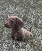 Jigsaw , a male Miniature Dachshund for sale in Lakeland, FL – Photo 4 of 4