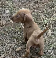 Jigsaw , a male Miniature Dachshund for sale in Lakeland, FL – Photo 2 of 4
