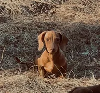 Jigsaw , a male Miniature Dachshund for sale in Lakeland, FL – Photo 3 of 4