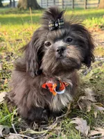 Ashton, a male Shih Tzu for sale in Georgetown, DE – 3 of 4