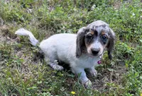 Opal, a female Dachshund and Shih Tzu for sale in Georgetown, DE – 8 of 8