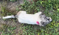 Opal, a female Dachshund and Shih Tzu for sale in Georgetown, DE – 4 of 8