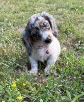Opal, a female Dachshund and Shih Tzu for sale in Georgetown, DE – 3 of 8
