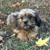 Josh, a male Shih Tzu and Miniature Dachshund for sale in Georgetown, DE – Photo 6 of 7