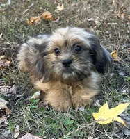 Josh, a male Shih Tzu and Miniature Dachshund for sale in Georgetown, DE – Photo 5 of 7