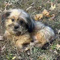 Josh, a male Shih Tzu and Miniature Dachshund for sale in Georgetown, DE – Photo 5 of 7