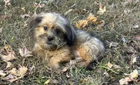 Josh, a male Shih Tzu and Miniature Dachshund for sale in Georgetown, DE – Photo 4 of 7