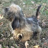 Josh, a male Shih Tzu and Miniature Dachshund for sale in Georgetown, DE – Photo 3 of 7