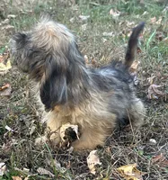 Josh, a male Shih Tzu and Miniature Dachshund for sale in Georgetown, DE – Photo 3 of 7