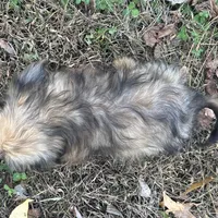 Josh, a male Shih Tzu and Miniature Dachshund for sale in Georgetown, DE – Photo 7 of 7