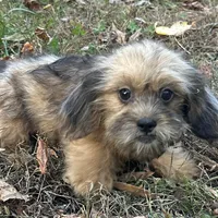 Josh, a male Shih Tzu and Miniature Dachshund for sale in Georgetown, DE – Photo 4 of 7